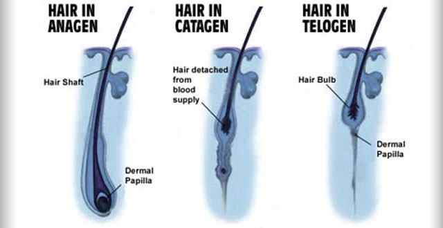 Fases del cabello